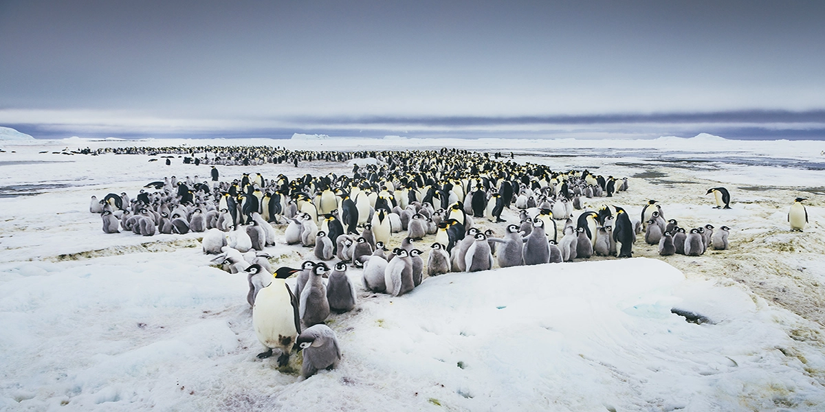 Mesmerizing February is A Great Month To Travel 4 Antarctica