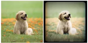 AI vs App