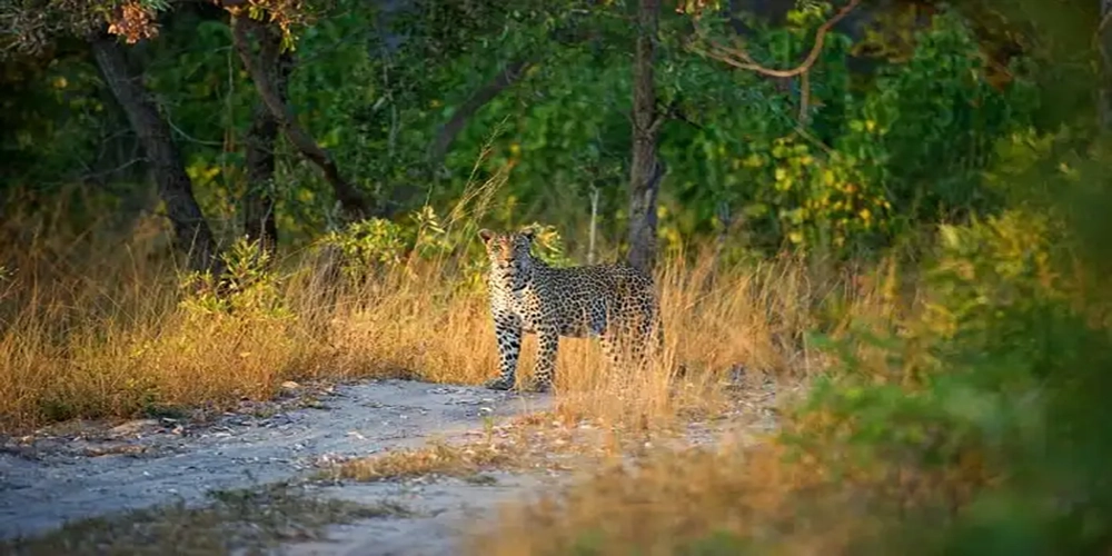 Top Destinations for a Family-Friendly Christmas Vacation in 2023 7 Wildlife Encounter south Africa